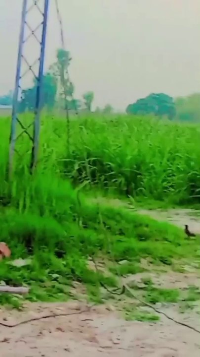my village live