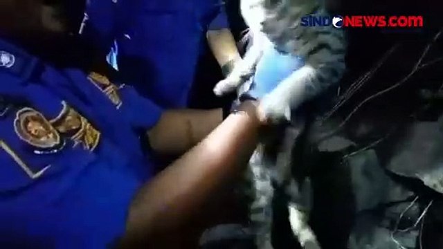Aksi Heroik Petugas Damkar Selamatkan Kucing Terjepit di Tumpukan Batu