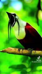 Subahan Allah MashahAllah beautiful animals with Quran tilawat