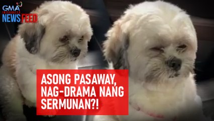 Asong pasaway, nag-drama nang sermunan?! | GMA Integrated Newsfeed