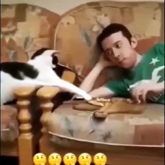 1 Hour Of Funniest Animals  Funniest Cats And Dog