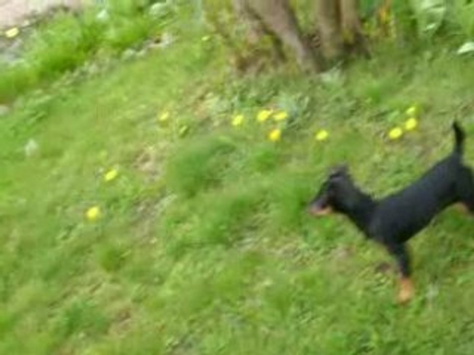 ma chienne chahira !!!!!