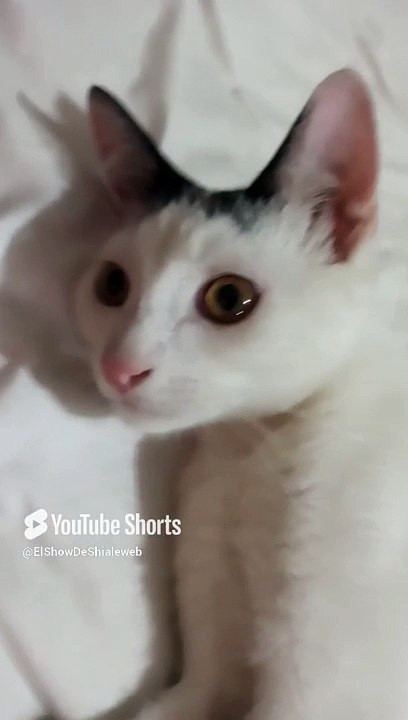 El #Gato Pernanca es mi #amigo y esta bien #bonito #shorts #animales #mascotas #fauna #peludo #pet