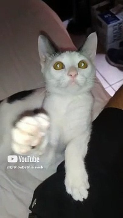 El #Gato pernanca es un amigo bien jugeton #shorts #animales y #mascotas #felino #fauna #peludo #pet