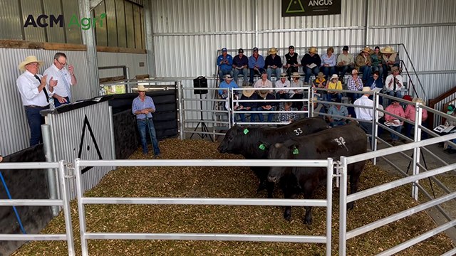 Bull sells for six figures at Ben Nevis Angus, Walcha | The Land