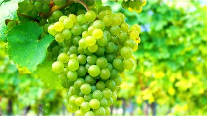 Urdu alphabets easy  urdu huroof e tahaji  اردو حروف اور الفاظ  fruits name in urdu @kainatkidstv - 1440