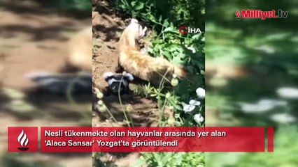 Kırmızı listede yer alıyor! Üçü bir arada görüntülendi