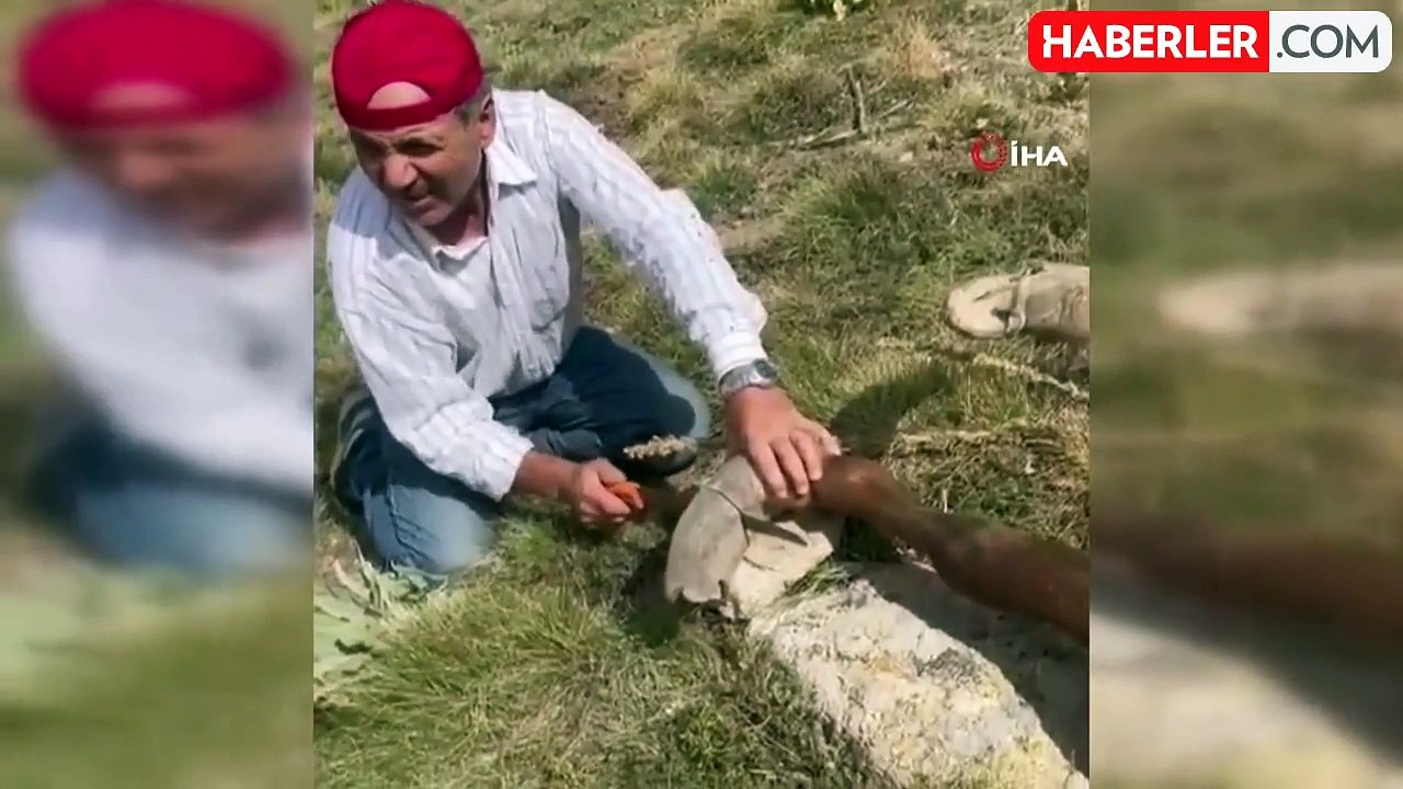 Tırnağı uzadığı için yürümekte zorluk çeken yılkı atı dağda tedavi edildi