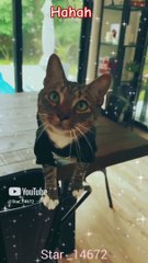 __Hahaha#shots #funny  #cute #love #cat #001 #viralshorts viralvedio @star_14672