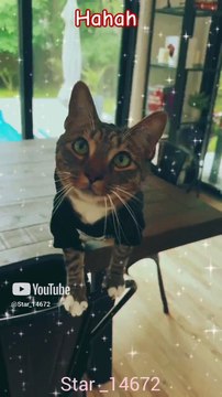 __Hahaha#shots #funny #cute #love #cat #001 #viralshorts viralvedio @star_14672