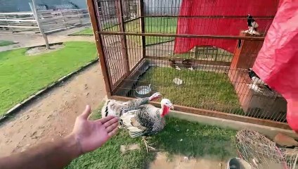 Turab K Lye Surprise Gift Mangwa LiaHmare Mini Zoo Main Ostrich Agiya❤️