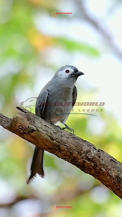 Wildlife Beautiful Moments #20