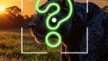 How Do Panthers Hunt After Dark?  | Amazing Predators in Action!