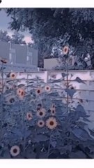 Gardening #gardening #homegarden #nature #naturalbeauty