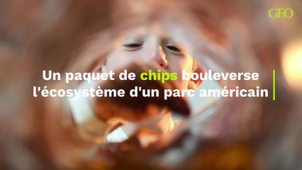 Voici - Comment un simple paquet de chips a bouleversé l'écosystème entier d'un parc américain