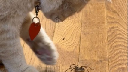 Curious cat plays gently with a spider, showing no interest in hunting it