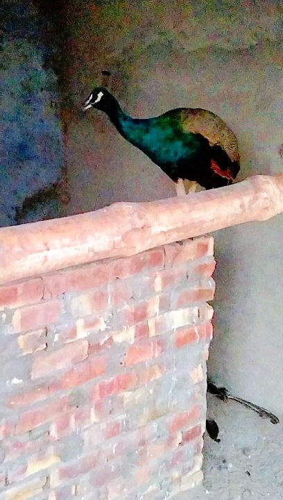 Peacock and chakor in his room