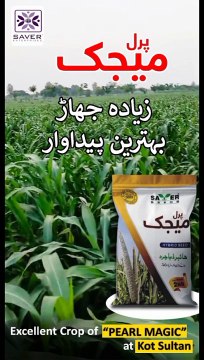 Excellent Crop of PEARL MAGIC at Kot Sultan