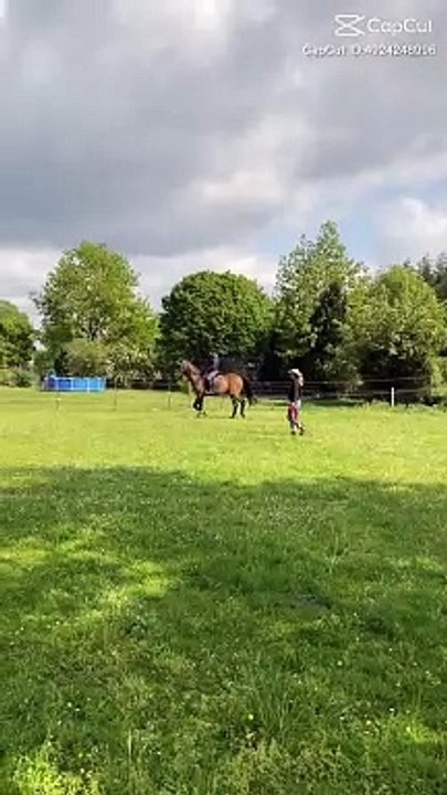 Horse lover