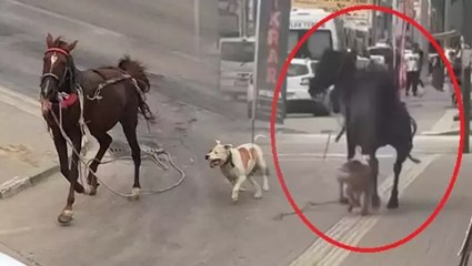 Bursa’da başıboş pitbull cinsi köpek, ata saldırdı