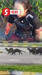 KK jogger recounts otter attack; public urged to be cautious