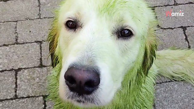 Elle laisse son chien jouer seul dans le jardin : quand il revient, il a une apparence totalement différente (vidéo)
