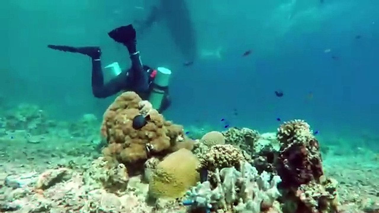 Best Scuba Diving Back BCDs - Choosing the Perfect Scuba Back BCD - Trip Advisor & Booking