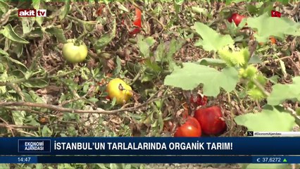 İstanbul'un tarlalarında organik tarım