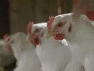 French Cancan Chicken Ad
