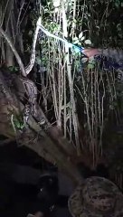 PM resgata jiboia na pituba