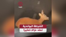 الشرطة البولندية تنقذ غزالا صغيرا