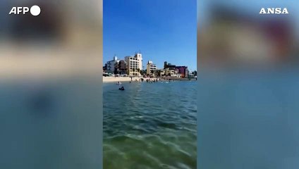 Giappone, pinguino fuggitivo ritrovato in spiaggia dopo due settimane