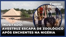 Barragem transborda e avestruz escapa de zoológico na Nigéria; pessoas ficaram desabrigadas