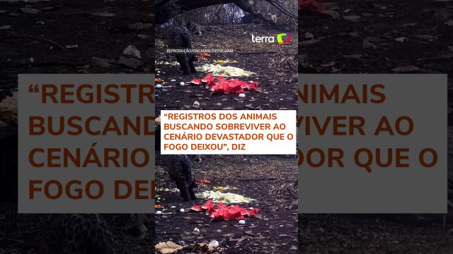 Animais afetados por incêndios recebem alimentos no Pantanal: ‘Buscando sobreviver’ #shorts