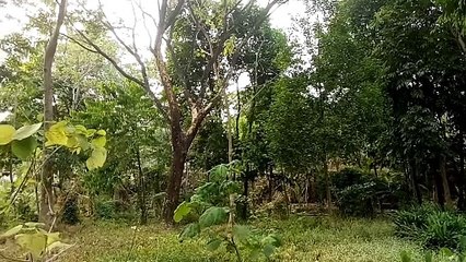 Situ Ayu Cilowa Kabupaten Kuningan - Jawa Barat Part 5