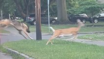 Dog leaps out of moving vehicle to chase after deer