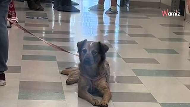 Video. Questa cagnolina pensa di andare a spasso: quello che le aspetta fa venire la pelle d'oca