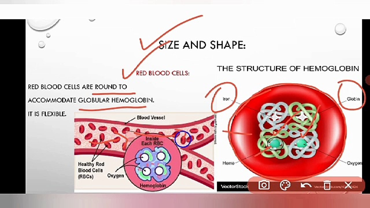 Relationship between cell function and cell structure class 9 | Lec #17 | chp #4 | cells and tissues