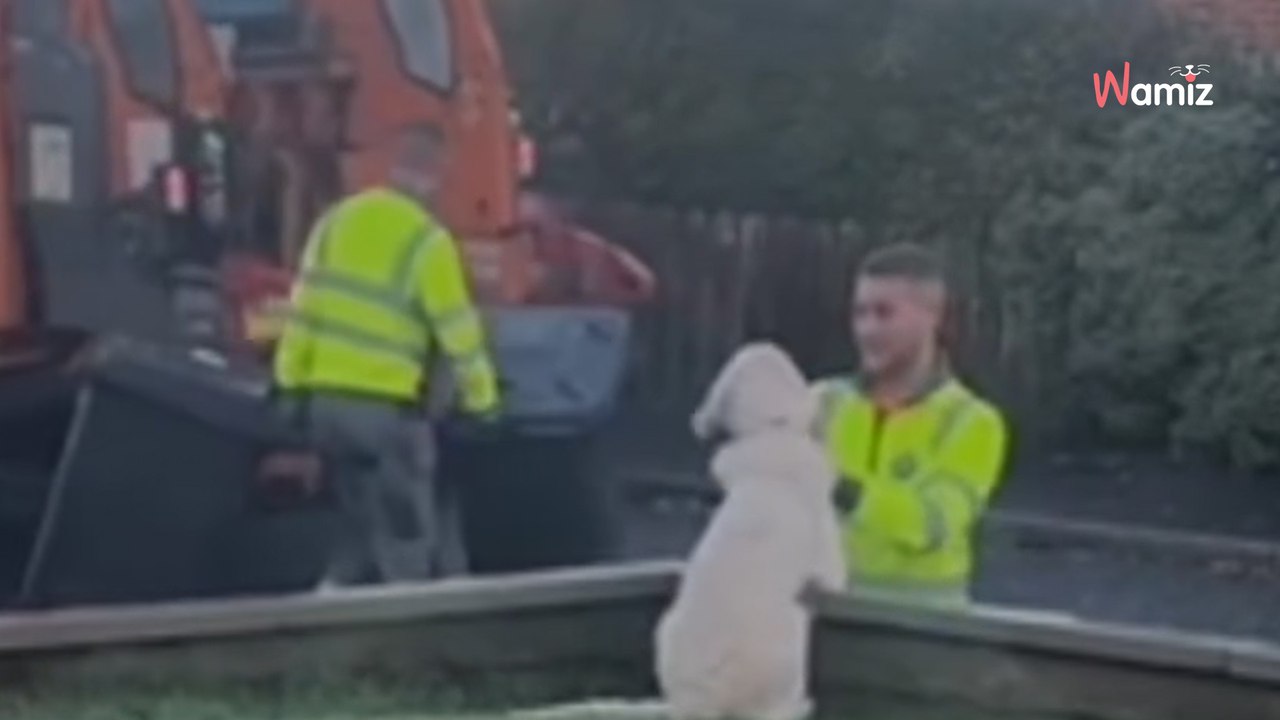Frauchen schaut in den Garten: Was die Müllmänner mit ihrem Golden Retriever machen, geht viral