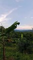 Keindahan Langit Sore Hari Di Desa