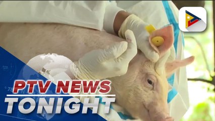 ASF vaccination rollout in Visayas, Mindanao set in October