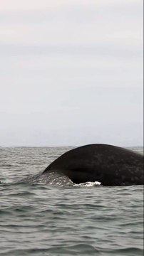 Bienvenido a México! We don’t supply the tequila or the tacos, but we can find you blue whales ☺️