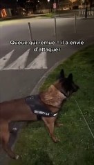 Réaction d'un malinois face à un (fantôme)