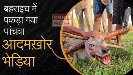 बहराइच में एक और आदमखोर भेड़िया पकड़ा गया, सबसे खूंखार अब भी फरार | देखिये कैसे बिछाया जाल