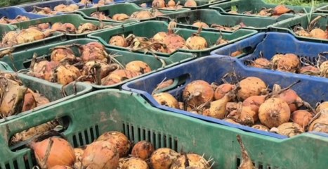 Preocupación en tierras altas por el aumento del contrabando de cebolla