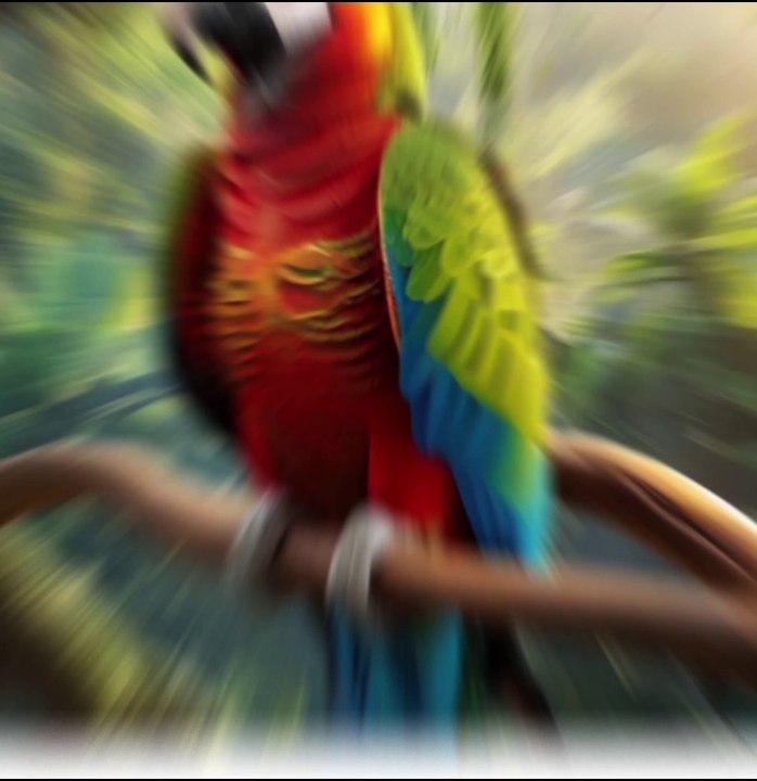 Parrot song