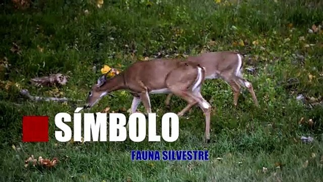 Símbolo Nacional: El Venado Cola Blanca