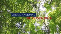 Símbolo Nacional: Árbol de Guanacaste