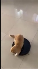 Hilarious Animal Antics That Will Make You Laugh Out Loud 😂