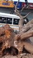 ÁRBOL CAE SOBRE UN MICRO